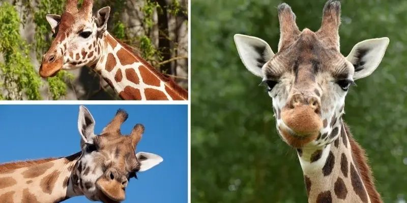 Hươu cao cổ ăn gì để duy trì chiều cao qua từng giai đoạn