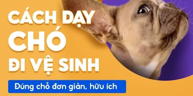 Làm sao để huấn luyện chó đi vệ sinh đúng chỗ hiệu quả