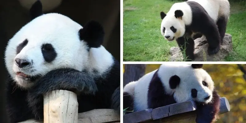 Làm thế nào để bảo vệ gấu trúc khỏi nguy cơ tuyệt chủng