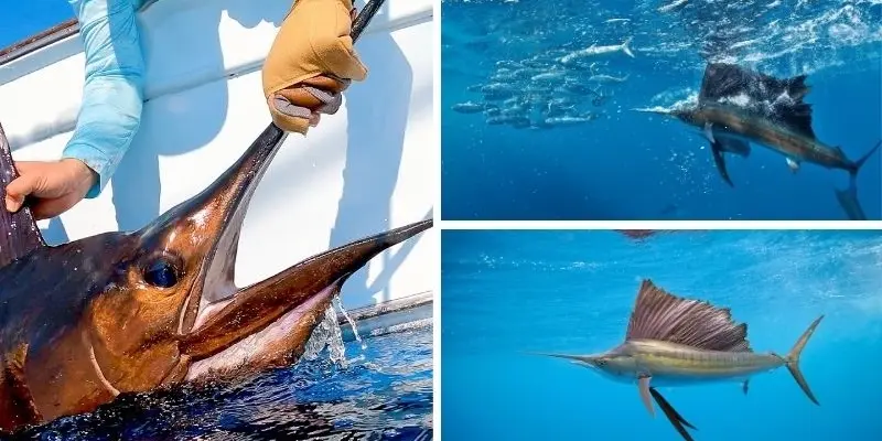 Loài cá nào bơi nhanh nhất với khả năng di chuyển vượt trội