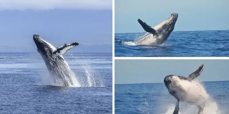 Loài cá voi nào đang có nguy cơ tuyệt chủng cao nhất hiện nay