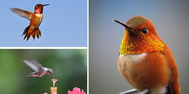 Loài chim nào ăn mật hoa làm nguồn thức ăn chính hằng ngày