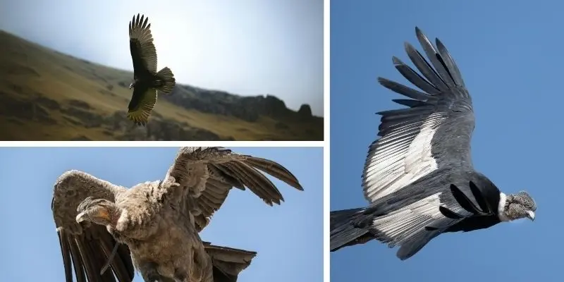 Loài chim nào sống ở vùng núi cao bay qua dãy tuyết lạnh