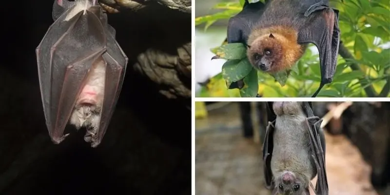 Loài động vật có vú nào biết bay trong tự nhiên hoang dã