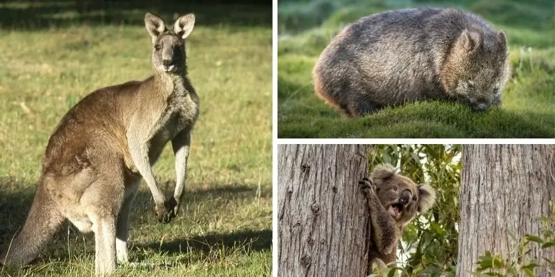 Loài động vật có vú nào có túi và di chuyển bằng nhảy