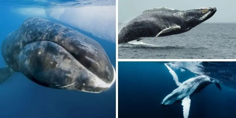 Loài động vật có vú nào sống lâu nhất khiến bạn ngạc nhiên