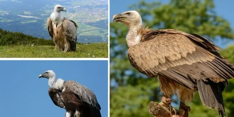 Loài động vật nào ăn xác thối để duy trì hệ sinh thái