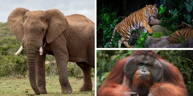 Những loài động vật nào bị đe dọa bởi mất môi trường sống