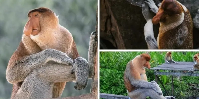 Loài động vật nào có chiếc mũi dài nhất trong tự nhiên