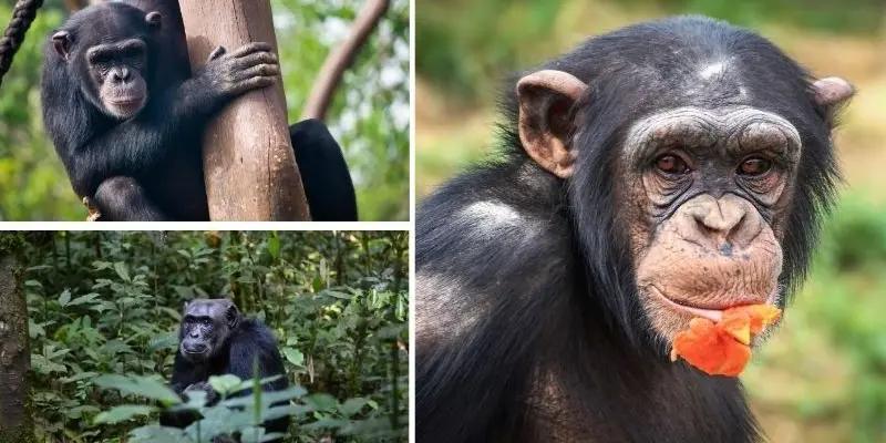 Loài động vật nào có hành vi xã hội phức tạp nhất hiện nay