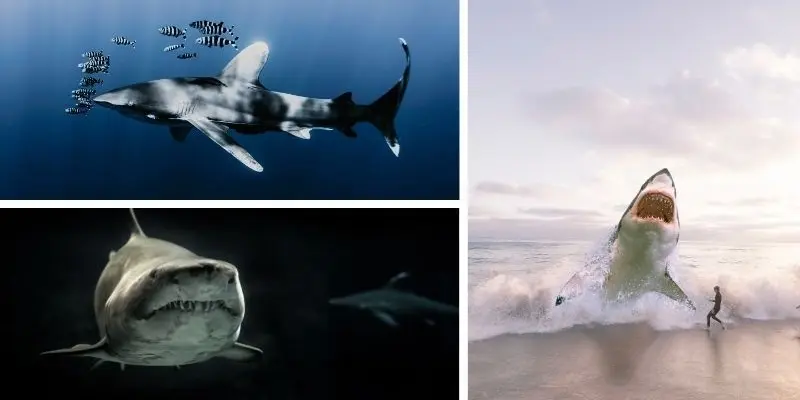 Loài động vật nào có hệ miễn dịch mạnh nhất theo nghiên cứu