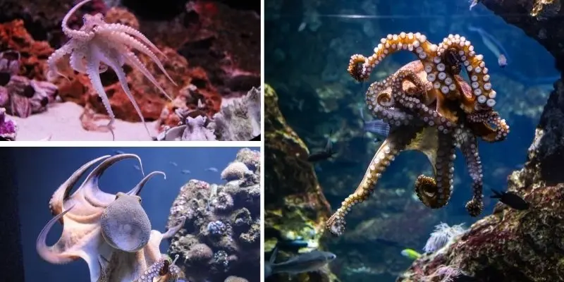 Loài động vật nào có hình dạng giống thực vật để ngụy trang