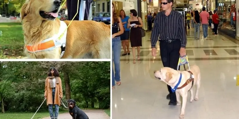 Loài động vật nào hỗ trợ người mù với khả năng dẫn đường