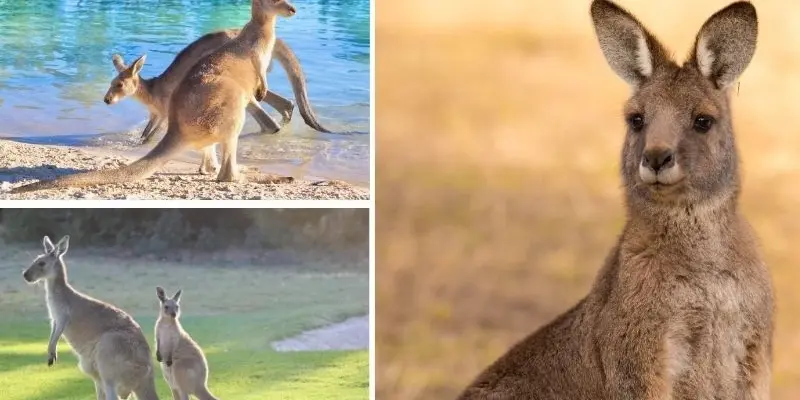 Loài động vật nào là biểu tượng của nước Úc nổi bật nhất