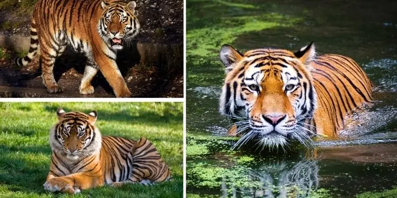 Khám phá chi tiết loài hổ nào lớn nhất thế giới hoang dã