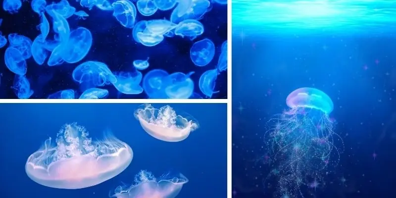 Loài sứa nào nguy hiểm nhất thế giới bạn đã biết chưa