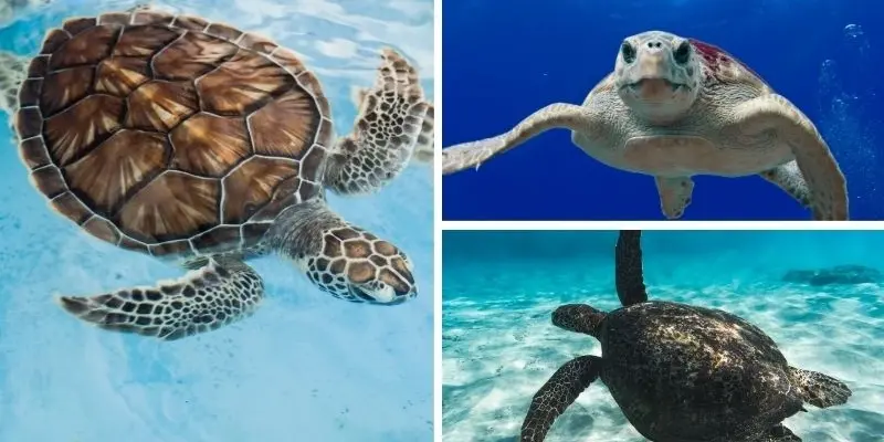 Rùa biển sống được bao lâu nếu không bị săn bắt trái phép