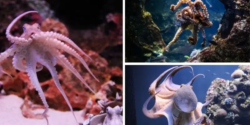 Tại sao bạch tuộc được nghiên cứu về trí thông minh cao