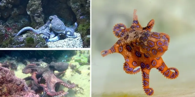 Tại sao bạch tuộc phun mực mỗi khi cảm thấy nguy hiểm