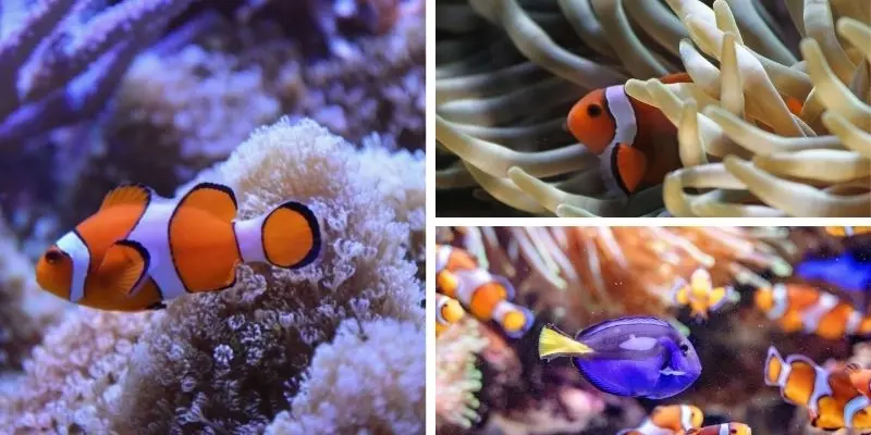 Tại sao cá hề thường sống chung với hải quỳ bạn rõ chưa