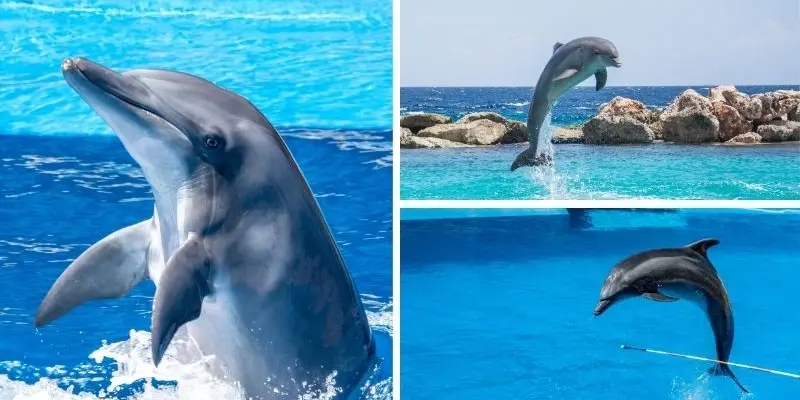 Tại sao cá heo được huấn luyện trong hải quân Mỹ lâu dài