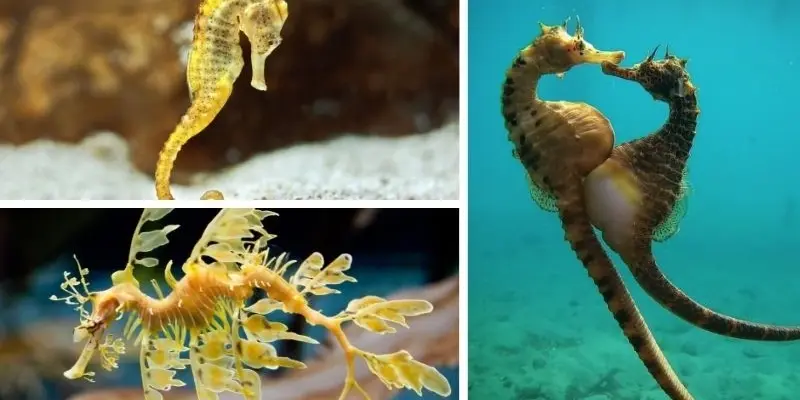 Tại sao cá ngựa đực mang thai trong thế giới tự nhiên