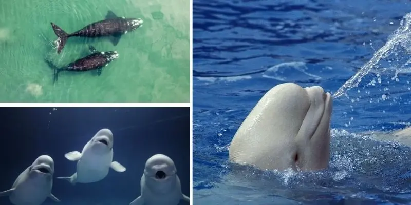 Tại sao cá voi chỉ sinh một con mỗi lần mang thai