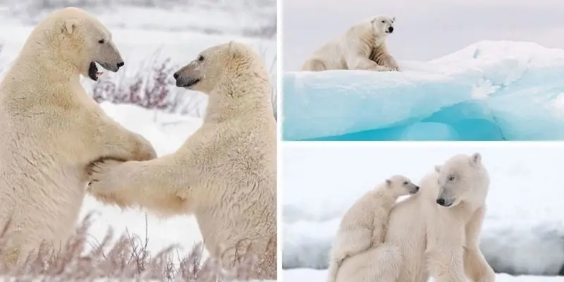 Tại sao gấu Bắc Cực bị đe dọa bởi băng tan nhanh chóng