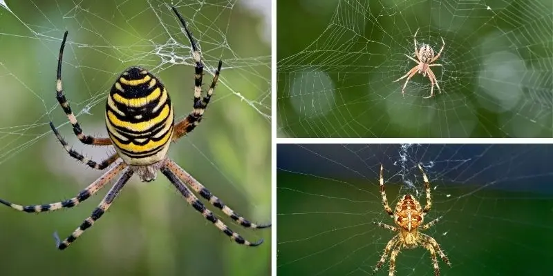 Tại sao nhện tạo ra tơ như một công cụ phòng vệ linh hoạt