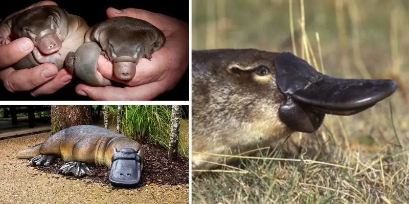 Khám phá lý do tại sao thú mỏ vịt lại kỳ lạ đến vậy