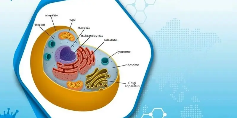 Tế bào là đơn vị cơ bản của sự sống phải không?