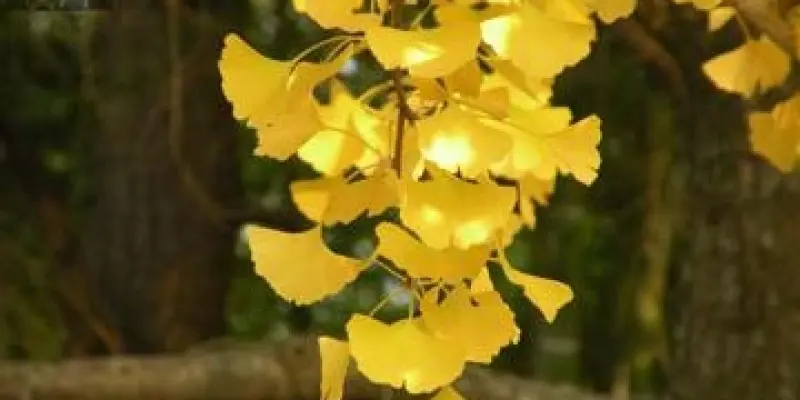 Ngắm lá vàng rơi giữa mùa thu Sapa yên bình và thơ