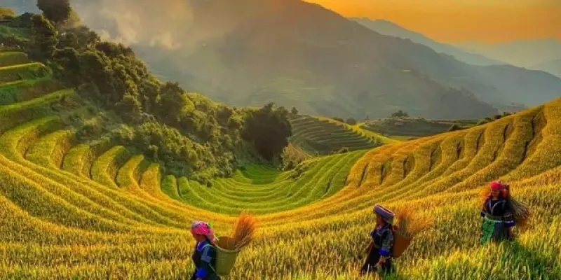 Ngắm ảnh mùa lúa chín Mù Cang Chải vàng óng tuyệt đẹp