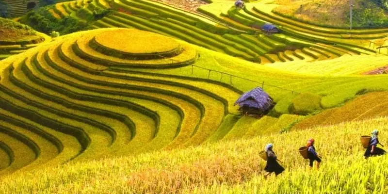 Hà Giang mùa lúa chín vàng rực rỡ giữa núi non hùng vĩ