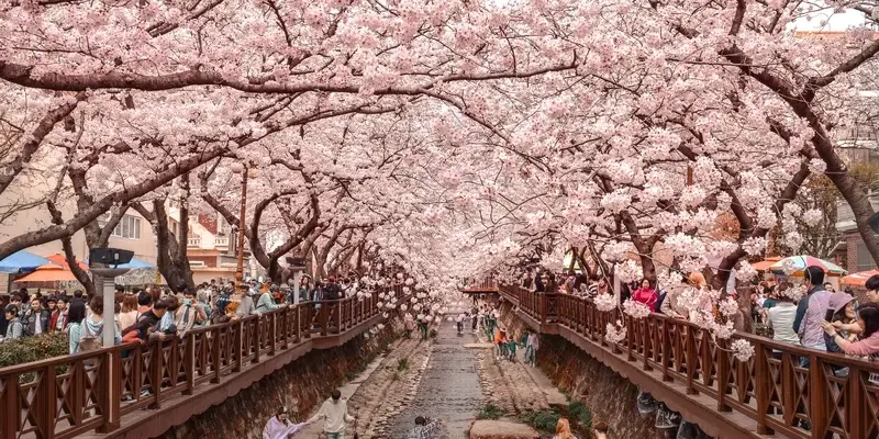 Khám phá Jinhae thiên đường hoa anh đào tại Hàn Quốc