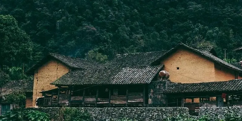 Ảnh mùa hoa cải trắng Hà Giang đẹp dịu dàng cuốn hút