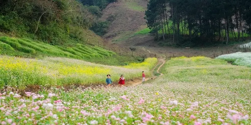 Ngắm mùa hoa cải trắng Sơn La đẹp tinh khôi say đắm lòng