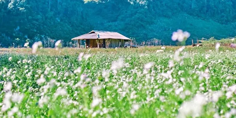 Ngắm ảnh mùa hoa cúc họa mi Sapa trắng tinh khôi