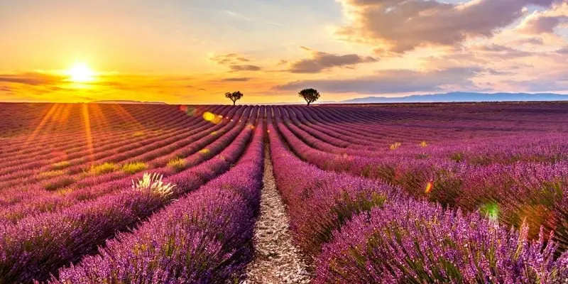 Mùa hoa lavender Tây Ban Nha đẹp thơ mộng quyến rũ du khách