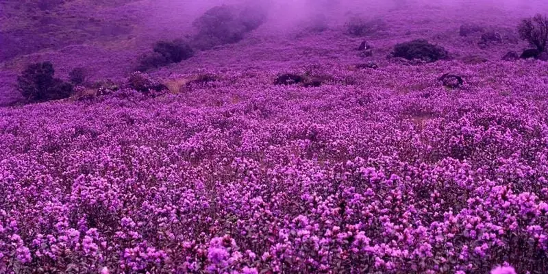 Mùa hoa Neelakurinji Ấn Độ nở tím trời hiếm có kỳ quan