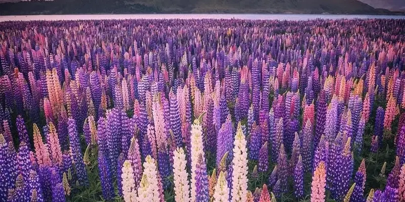 Vẻ đẹp mùa hoa tulip New Zealand lãng mạn và nên thơ