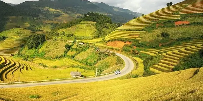 Mộc Châu vào thu với đồng lúa chín rực rỡ ánh vàng