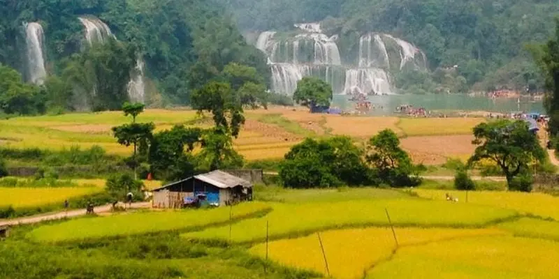 Mùa thu lúa chín Bắc Kạn vàng ươm rực rỡ núi rừng