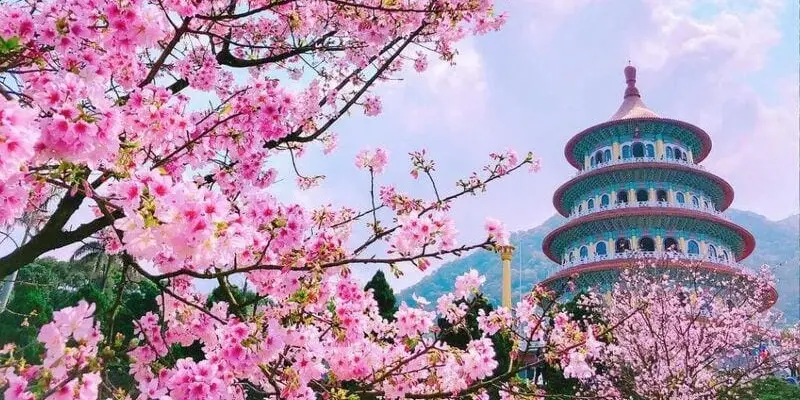 Khám phá mùa xuân hoa anh đào Đài Loan mê hoặc lòng người