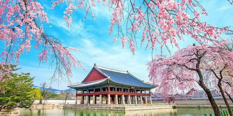 Rực rỡ mùa xuân hoa anh đào Hàn Quốc trong nắng ấm