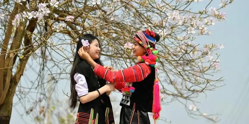 Mùa xuân hoa ban Tuyên Quang trắng tinh khôi rực rỡ