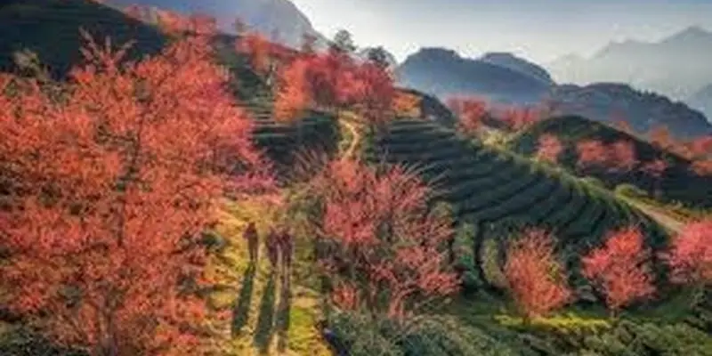 Tuyển chọn ảnh hoa đào Sapa mùa xuân tuyệt đẹp