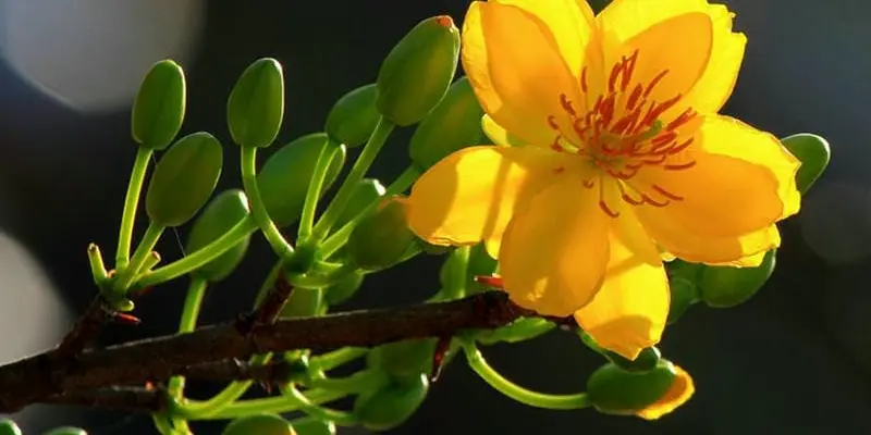 Sắc vàng hoa mai phủ kín trời xuân Đồng Tháp