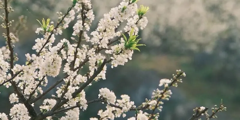 Mùa xuân hoa mận Lai Châu đẹp tinh khôi rực rỡ