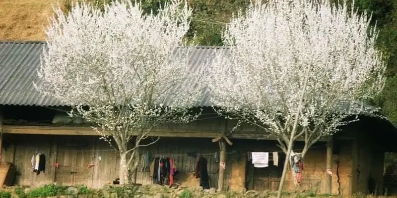 Mùa xuân hoa mận Lào Cai bung nở trắng trời thơ mộng